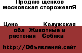 Продаю щенков московская сторожевпЯ › Цена ­ 20 000 - Калужская обл. Животные и растения » Собаки   